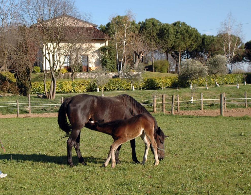Agriturismo Trebisonda Country Resort Monzambano Eksteriør bilde
